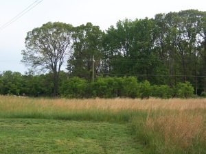 Front Field